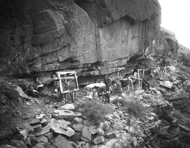 Drudge: Timber was scarce in the Grand Canyon. When the pioneers wanted to build a cabin in the valley, they had to transport the wood on mules down from the top of the canyon, just as farmer William Bass did in this photo of the Kolb brothers around 1906. In a similar manner Emery carried the components for his darkroom in the Indian Garden. | Grand Canyon National Park / Kolb Brothers