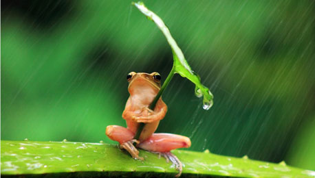 The Cool Frog and Photography Cruelty