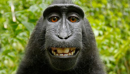 Selfieology: When a Monkey Owns the Copyright