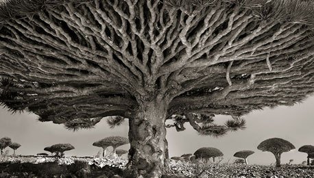 On the World’s Oldest Trees and the Noble Process of Platinum Printing